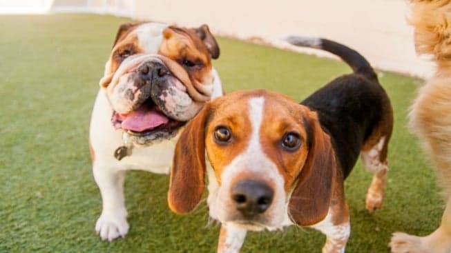 The Sacramento Bee: K-9 Resorts is Looking for Entrepreneurs to Lead the Brand into Sacramento The Sacramento Bee: K-9 Resorts is Looking for Entrepreneurs to Lead the Brand into Sacramento