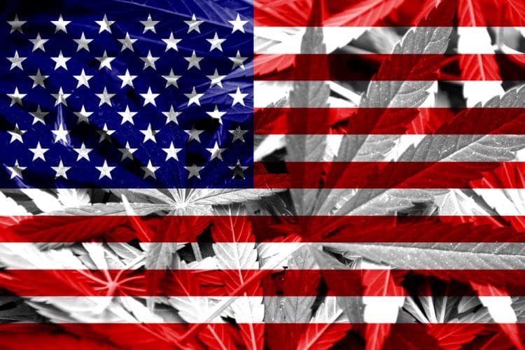 In the cannabis industry, only the smart survive In the cannabis industry, only the smart survive