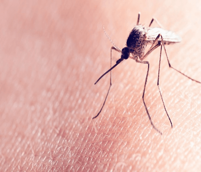 Battle of the Bugs: Mosquito Joe Takes Aim at Unwanted Pests Battle of the Bugs: Mosquito Joe Takes Aim at Unwanted Pests
