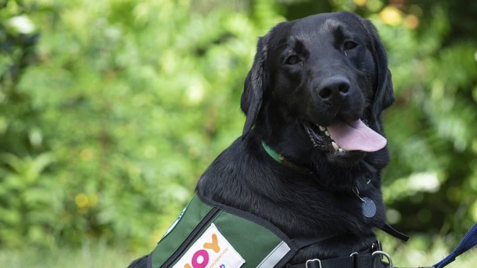 Dunkin' Launches Dogs of Joy Program Complete with Chief Joy Officer Dunkin' Launches Dogs of Joy Program Complete with Chief Joy Officer