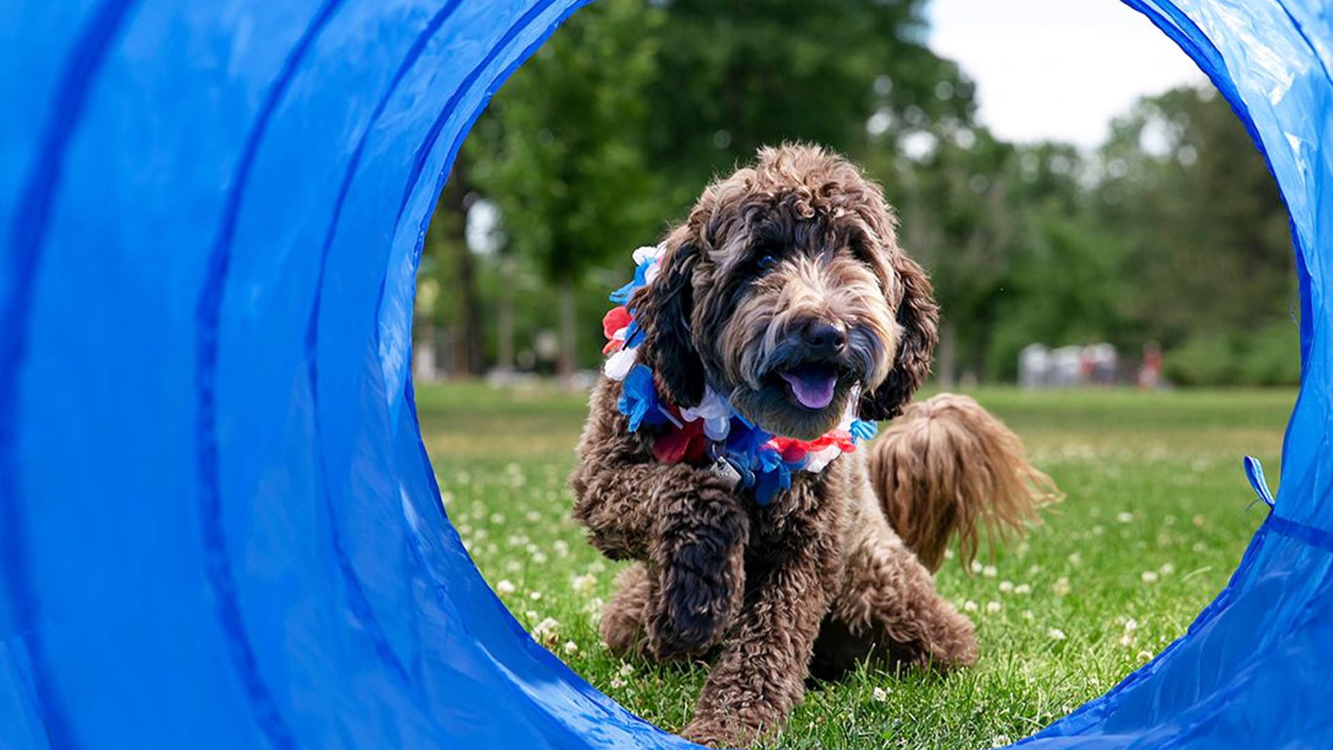 5 Pet Franchises We Love 5 Pet Franchises We Love
