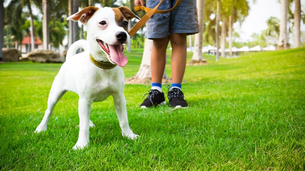 How Pet Waste Removal Franchise Scoop Soldiers Gives Clients Back Their Most Precious Resource: Time How Pet Waste Removal Franchise Scoop Soldiers Gives Clients Back Their Most Precious Resource: Time