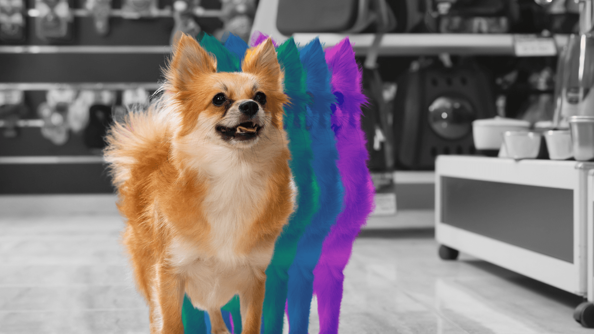 The Top 10 Tips for Buying a Pet Franchise Every Buyer Should Know The Top 10 Tips for Buying a Pet Franchise Every Buyer Should Know