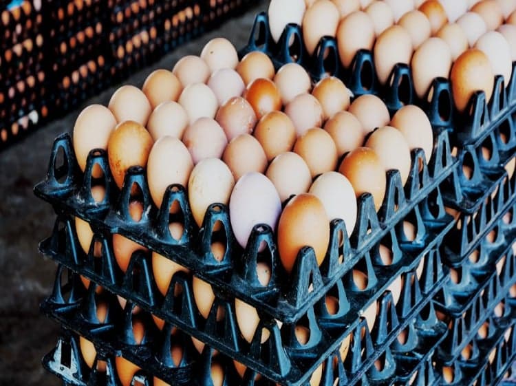 The Charlotte Observer: Rising egg prices have restaurants scrambling to adapt The Charlotte Observer: Rising egg prices have restaurants scrambling to adapt