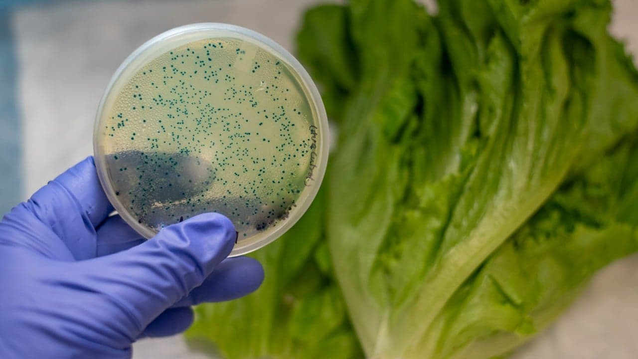 FDA Pinpoints Source of Romaine Lettuce E. coli Outbreak FDA Pinpoints Source of Romaine Lettuce E. coli Outbreak