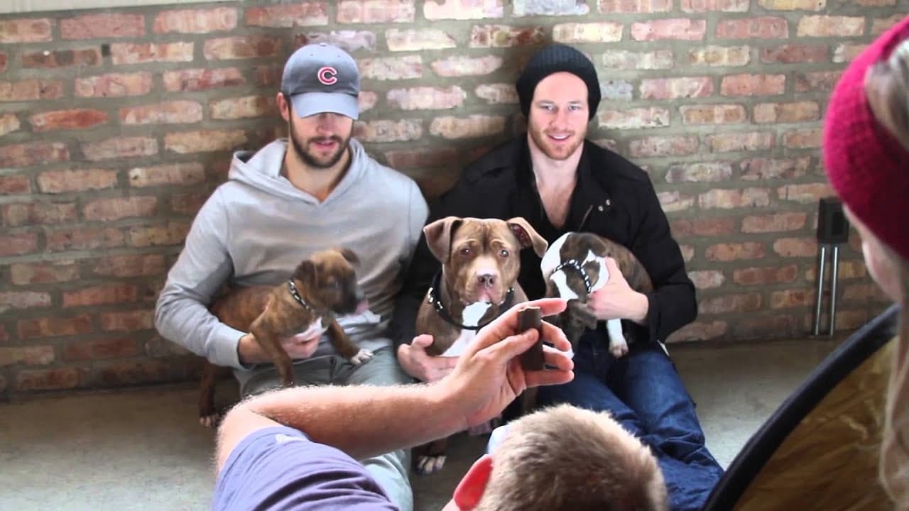 Blackhawks’ Bryan Bickell to celebrate pit bulls at Pita Pit Blackhawks’ Bryan Bickell to celebrate pit bulls at Pita Pit